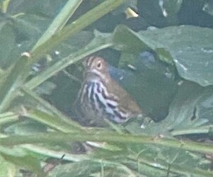 Ovenbird