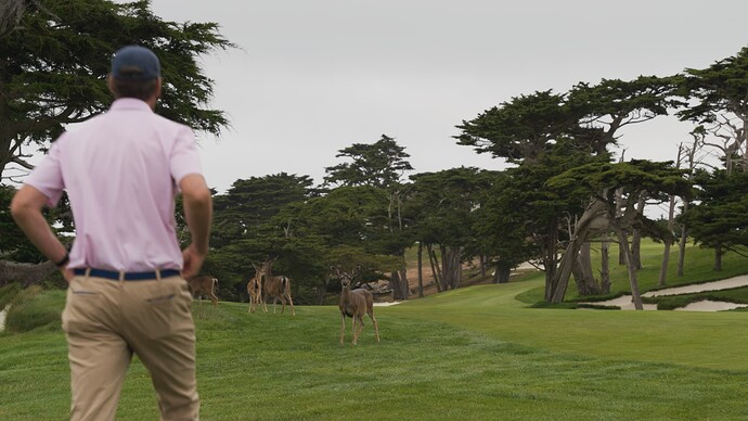 Deer