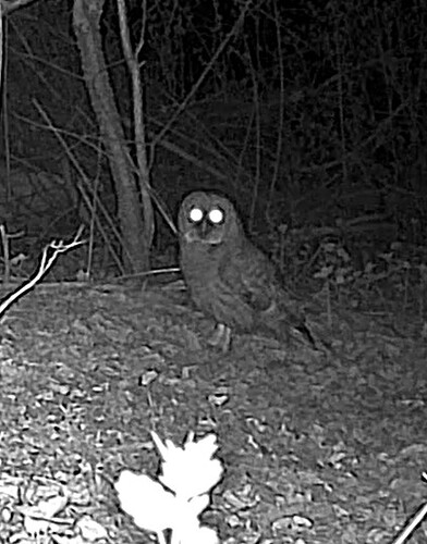 hoot