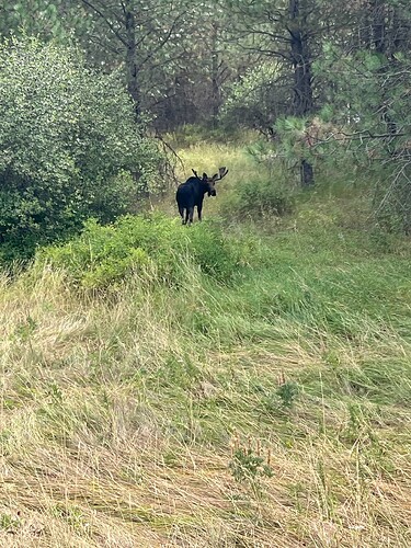 Hole 13 Moose August 2025