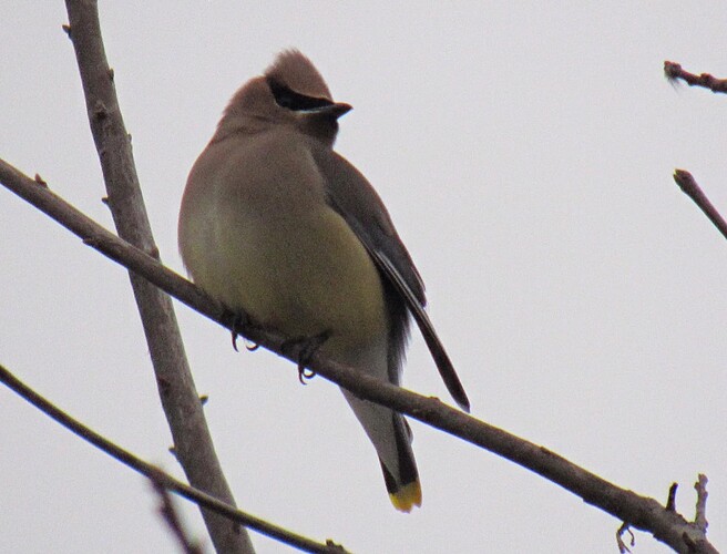 An individual Waxwing