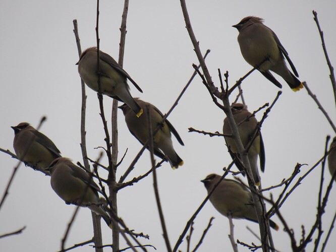 Flock of Cedar Waxwings