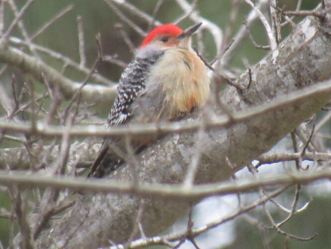 Red-Bellied Woodpecker