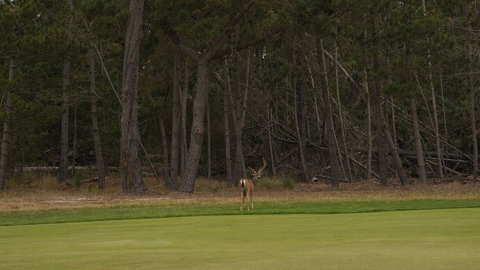 Deer 2