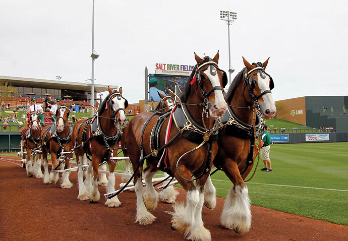 clydesdale-hitch-ss