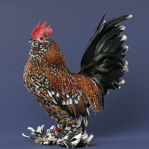 belgian rooster